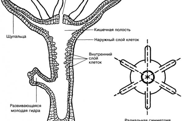Оригинальная ссылка на кракен