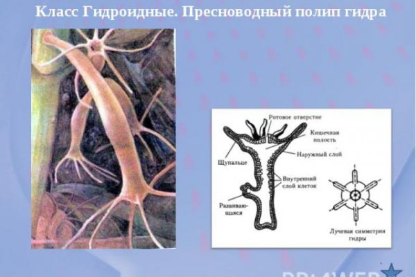 Кракен нет