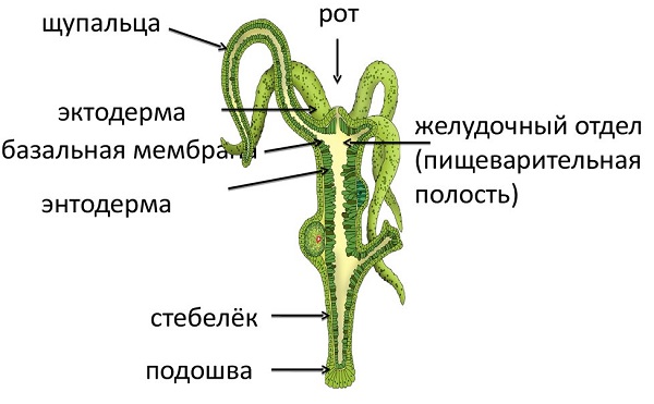 Kraken даркнет маркет